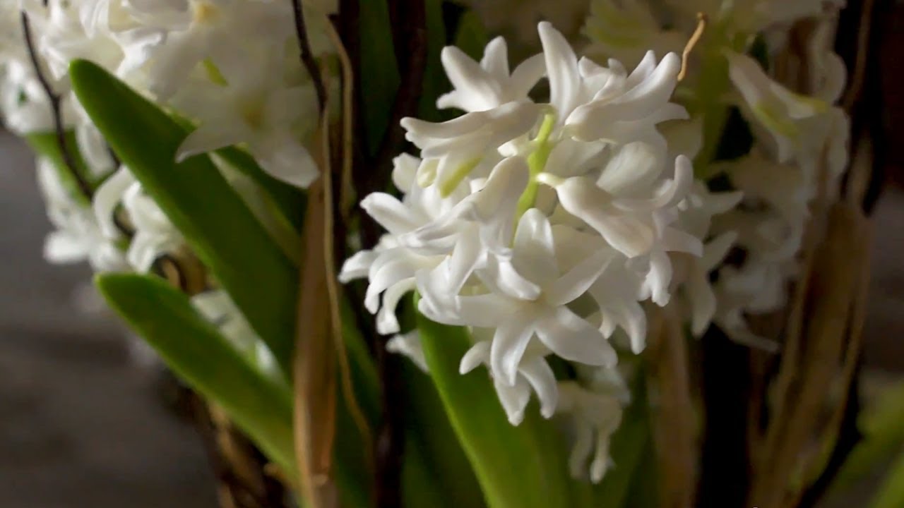 Decorating Flower Vases At Home With P Allen Smith Youtube