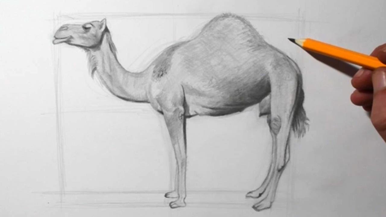 How to Draw a Camel for Beginners | Pencil Drawing and Shading ...