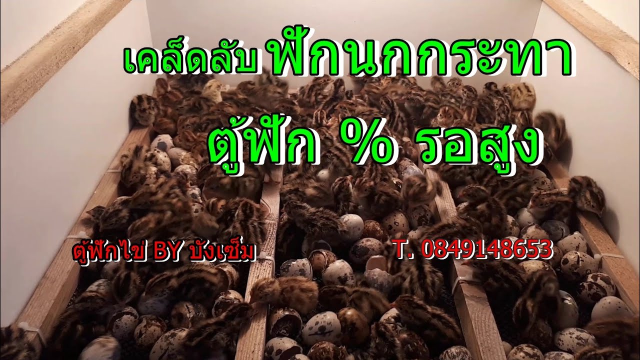 ตู้ฟักไข่ %การฟักสูง T. 0849148653