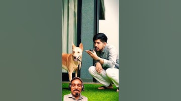 Power of A.I. 🐶😂 | Kuldeep Singhaniaa #shorts #Ytshorts #shortsvideo