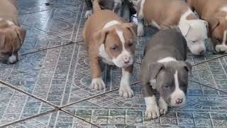 Filhotes de American Staffordshire Terrier