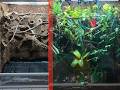 How to make a Bioactive Chameleon Terrarium with a Planted Naturalistic background | Step-by-step