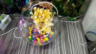 How to make a bowl aquarium -try it yourself
