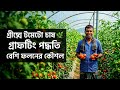“গ্রাফটিং পদ্ধতিতে টমেটো চাষ | লাভজনক গাইড”