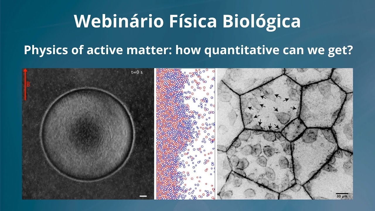 Webinário Física Biológica - Physics of active matter: how quantitative can we get?