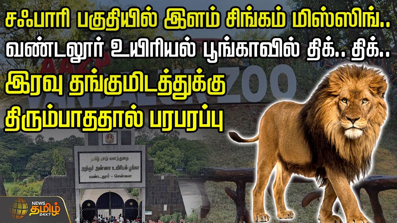 சஃபாரி பகுதியில் இளம் சிங்கம் மிஸ்ஸிங்.. வண்டலூர் உயிரியல் பூங்காவில் திக்.. திக்.. | Vandalur Zoo