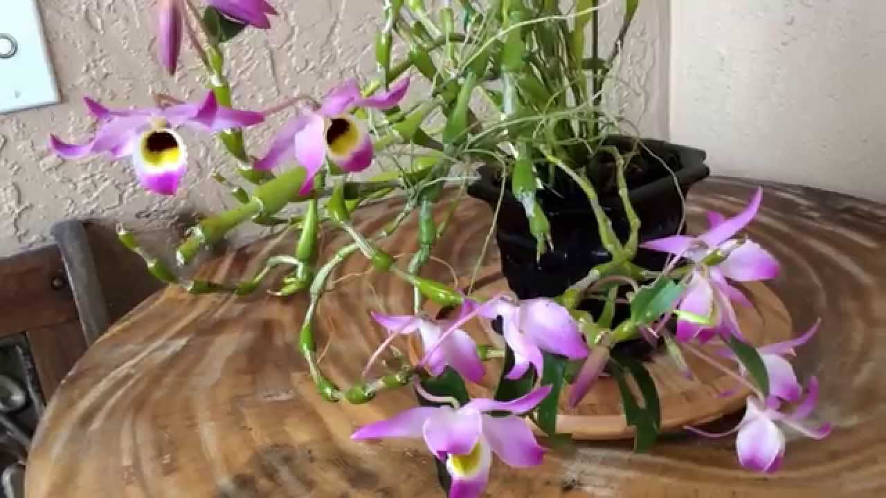 Kết quả hình ảnh cho Dendrobium findlayanum