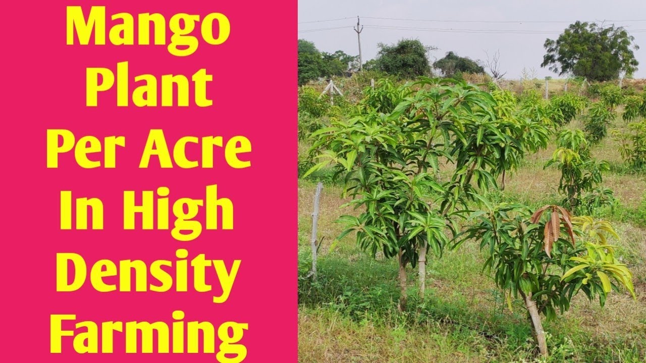 Mango Plants Per Acre In High Density Plantation Mango Plants Per Acre In High Density Plantation