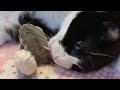 ❤️萌え死に注意⚠️(o´艸`)❤️🐾ねことハムスター🐭【69】