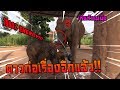 ช้างสุดเเสบ ขโมยเเล้วหนี ดาวมันร้าย elephant thailand