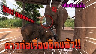 ช้างสุดเเสบ ขโมยเเล้วหนี ดาวมันร้าย elephant thailand