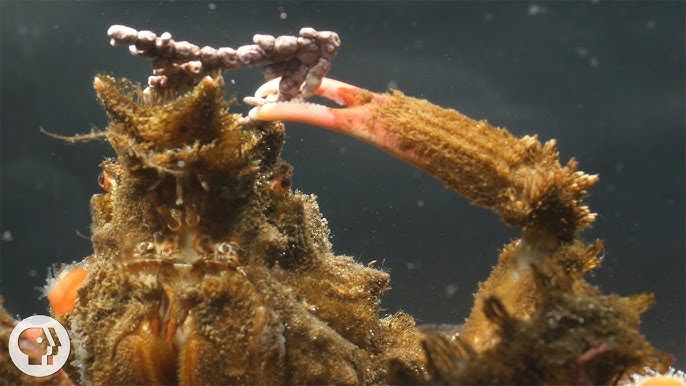 Decorator Crabs Sure Know How To Look