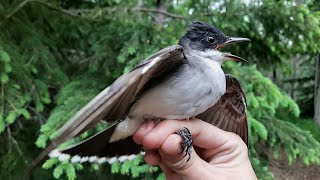 BirdBytes - Eastern Kingbirds: The Emperors with New Robes