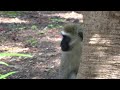 Vervet Monkey