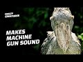 Shoebills Sound Like Machine Guns