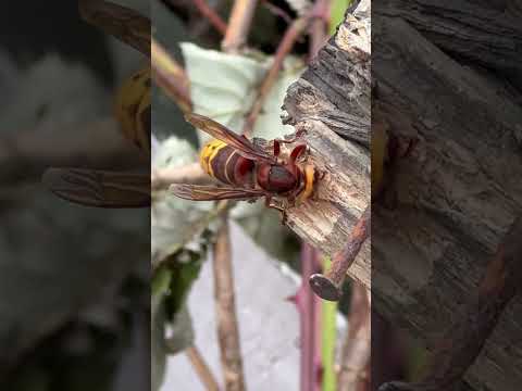 Hard working hornet 🐝 #nature #hornet # wood 🪵