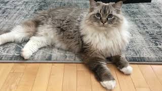 Posing for a photo shoot like a model… by Ellie the Ragdoll 2,061 views 2 years ago 52 seconds