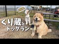 チャウチャウくり蔵くん登場！暴れドゥードルとの違いに衝撃を受けました・・・