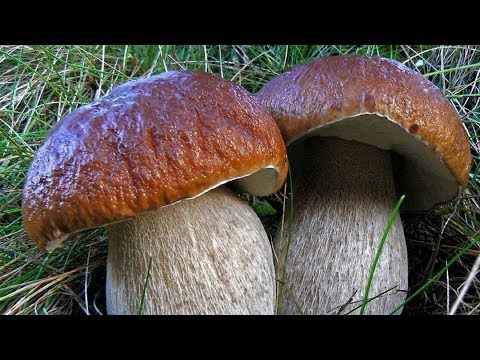 Как вырастить белый гриб в домашних условиях в теплице