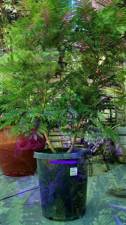 Bonsai Blue Dwarf Jacarandas! #landscaping