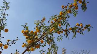 شجرة طلح الفتنة السنط العربي  acacia  farnesiana