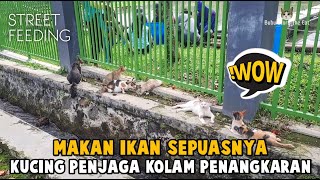 KAGET BANGET Ada Banyak Kucing di Kolam Penangkaran Ikan by Bubu Story The Cat 799 views 2 months ago 6 minutes, 29 seconds