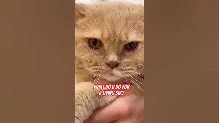 What do u do for a living sir? #cat #funny #cutecat