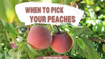 When to Pick your Peaches