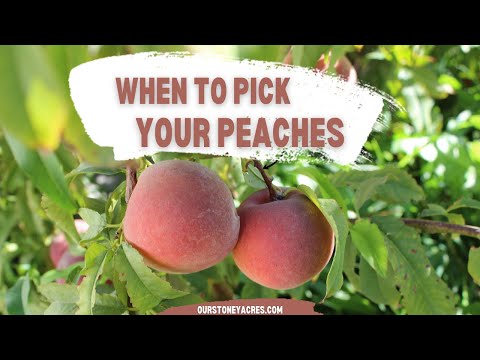 Video: Peaches Ripen In The Volga Region. Training