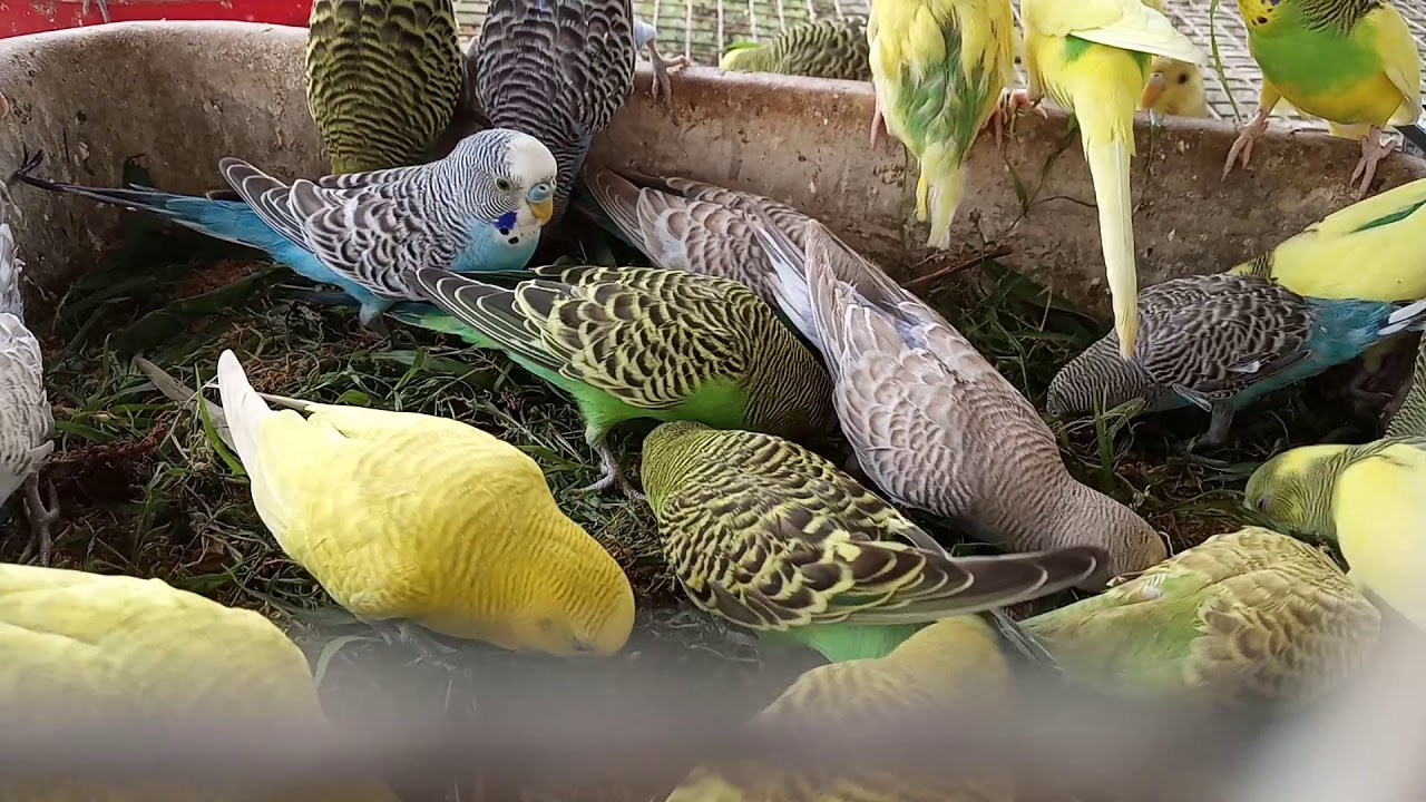 Love birds eating YouTube