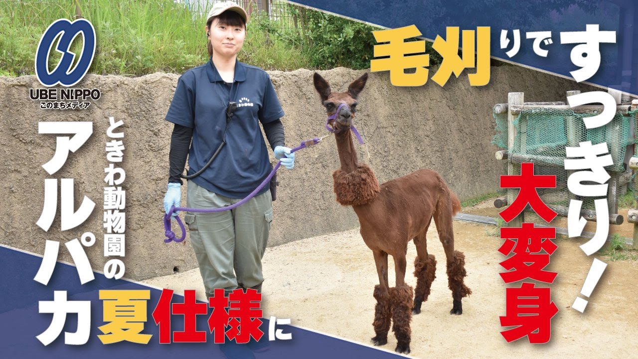 毛刈りですっきり！大変身 ときわ動物園のアルパカ夏仕様に【宇部