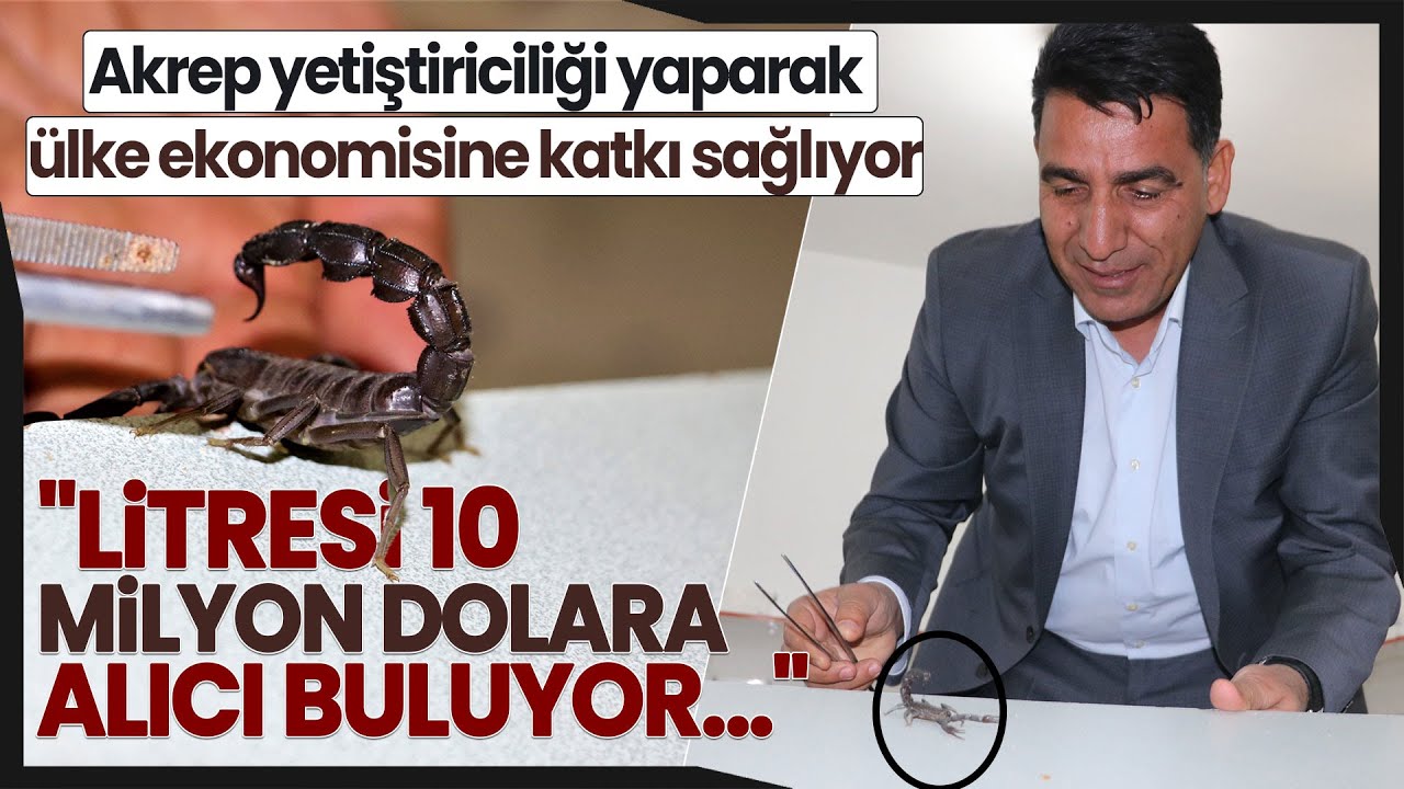 Şanlıurfalı “Akrep Ali” 10 Yaşından Beri Kara Akreplerle Yaşıyor