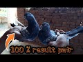 100 resulted pair  pure resulted pair  majid pigeon care majidpigeoncare