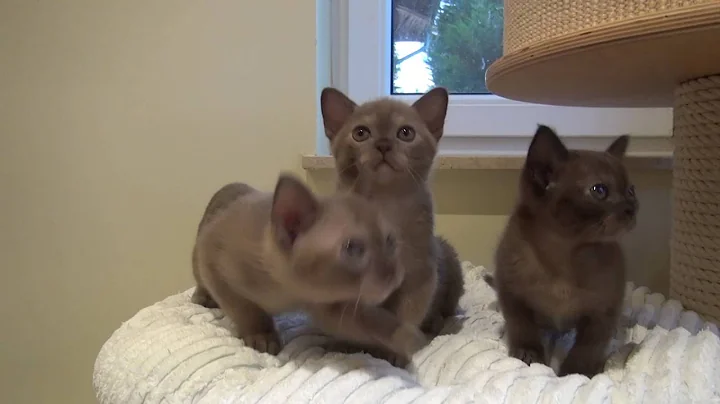 Video 1239791: burmese kitty, chocolate burmese, brown burmese, baby burmese
