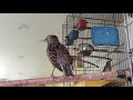 Sturnus vulgaris- СКВОРЕЦ