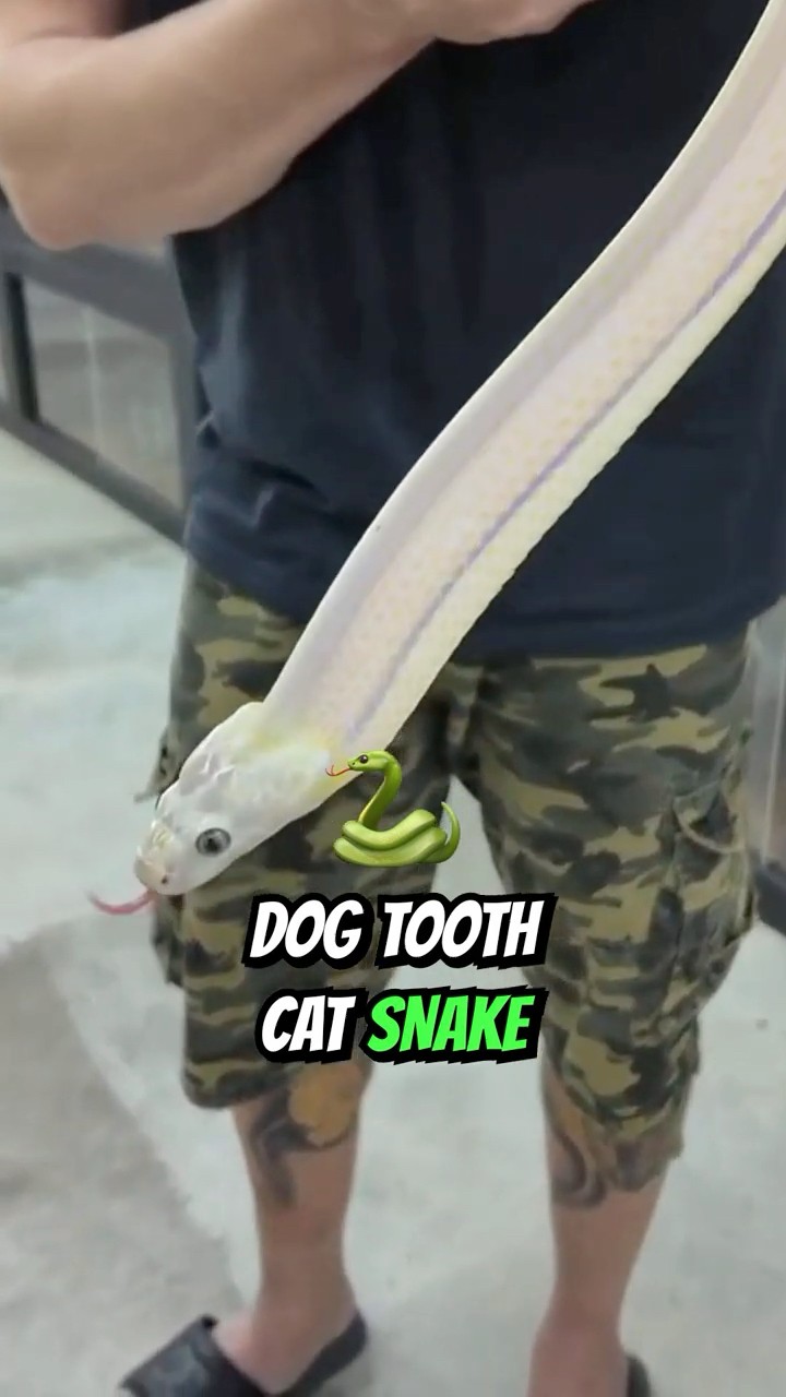 THAT'S THE 🫀 | TRANSPARENT SNAKES #shorts #snake #reptiles - YouTube