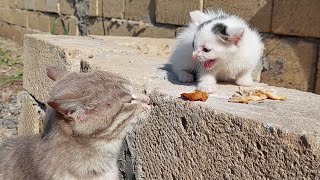Cute kitty climbs a stone and eats The other cat takes her food.