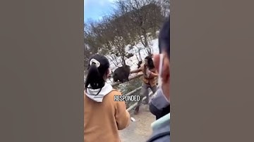 A kung fu master got into a fight with two Tibetan macaques #shorts