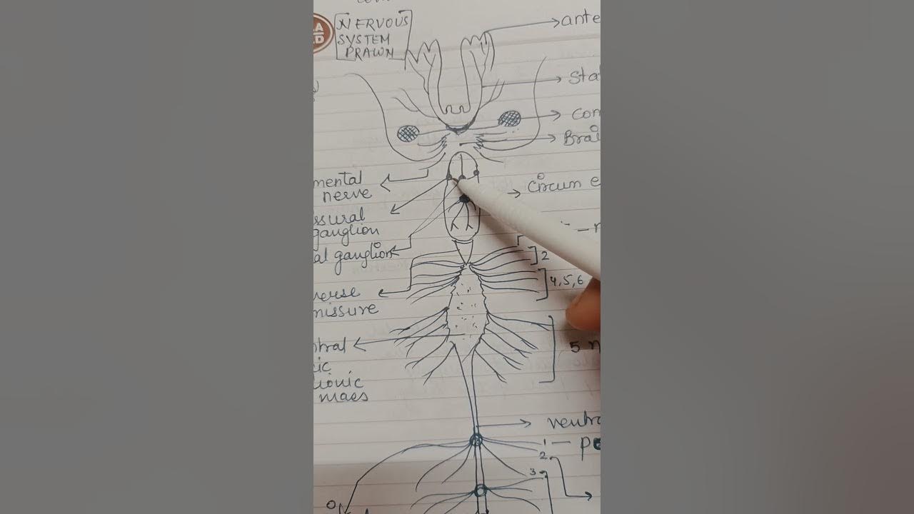 nervous system of prawn diagram - YouTube