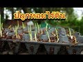 ปลูกต้นหอมแบบไร้ดิน บนแผงไข่ไก่ แบบง่ายๆแต่ผลผลิตดีมาก