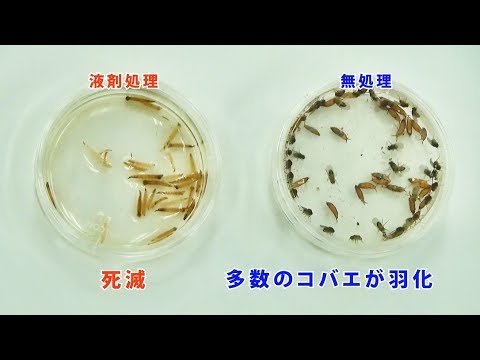 うじむしの実験映像 トイレの虫がいなくなる液剤 Youtube