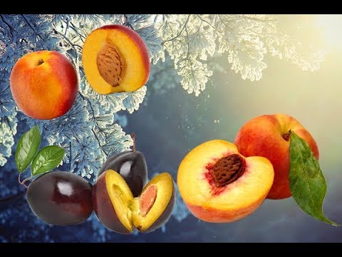 Видео: Как заморозить персики и сохранить их на потом