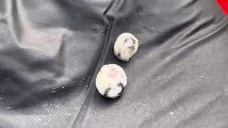 Joel s fat jiggers - trying to educate you about this bug