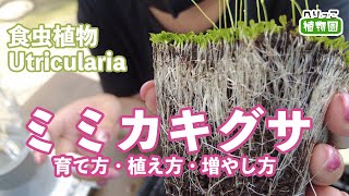 【食虫植物】ウトリクラリア(ミミカキグサ)の育て方と管理方法！栽培場にあるのを分解する。捕虫が見れず地味？実はすごい！自由研究にも使えるネタがあります！【4Kテスト】