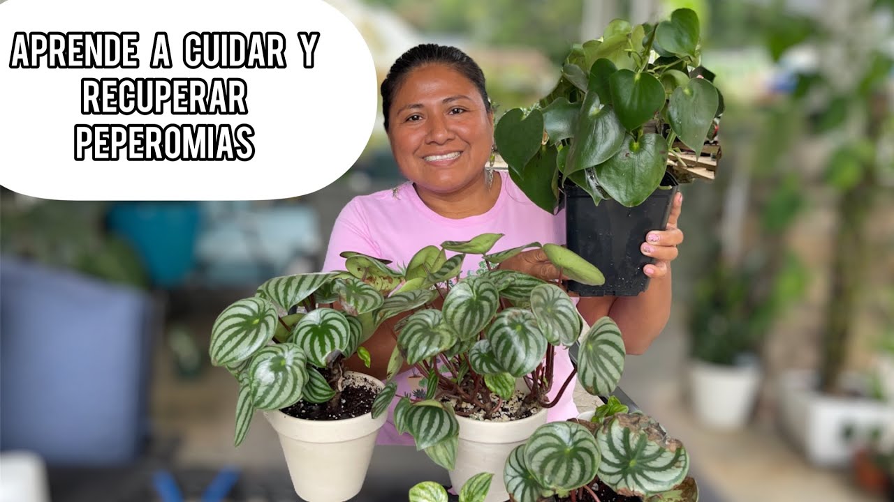 HAZ ESTO PARA RECUPERAR LAS PLANTAS PEPEROMIA