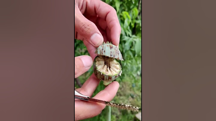 Cutting poppy seed pod/ Opium seed pod crossection / Viral short/Seed pod/My Home Garden.