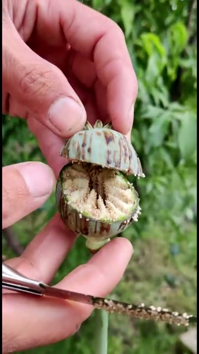 Cutting poppy seed pod/ Opium seed pod crossection / Viral short/Seed pod/My Home Garden.