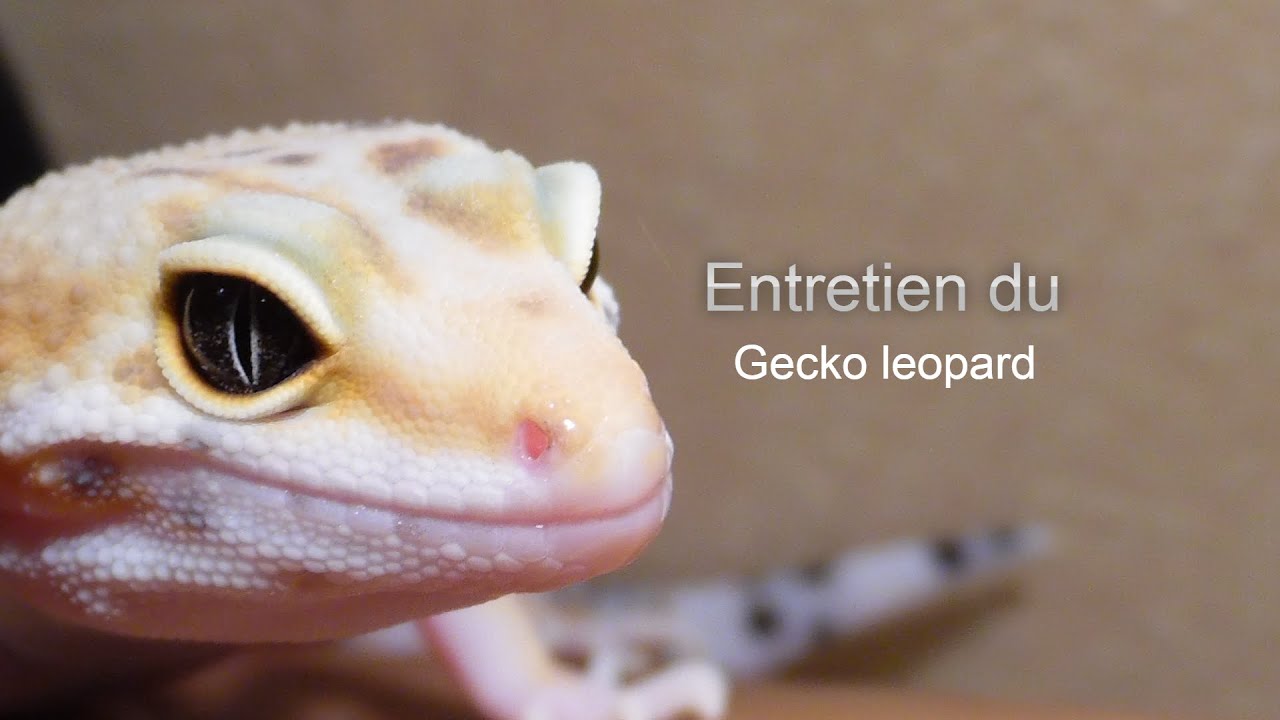 Entretien du terrarium du gecko léopard YouTube