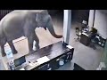 15 Incredible Encounters Of Wild Animals Invading People’s Homes