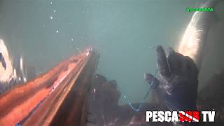 7 KG DI SPIGOLE IN DUE TIRI : PESCA SUBACQUEA FORTUNATA CON L&#39;ARBALETE | PescaSub TV